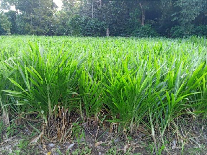 Rumput